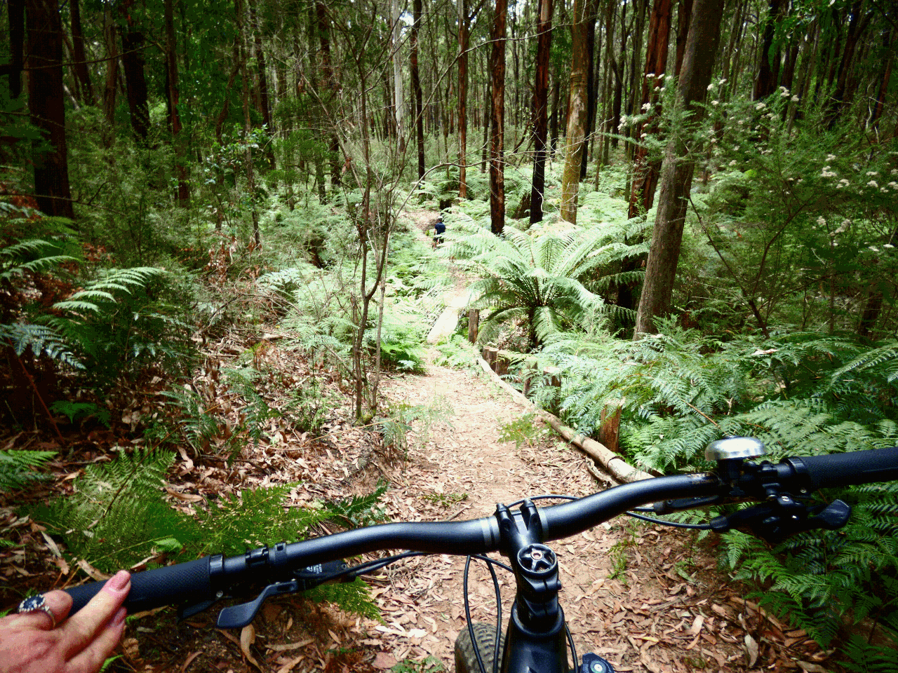 BYO Bike Forest Riding