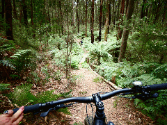 BYO Bike Forest Riding