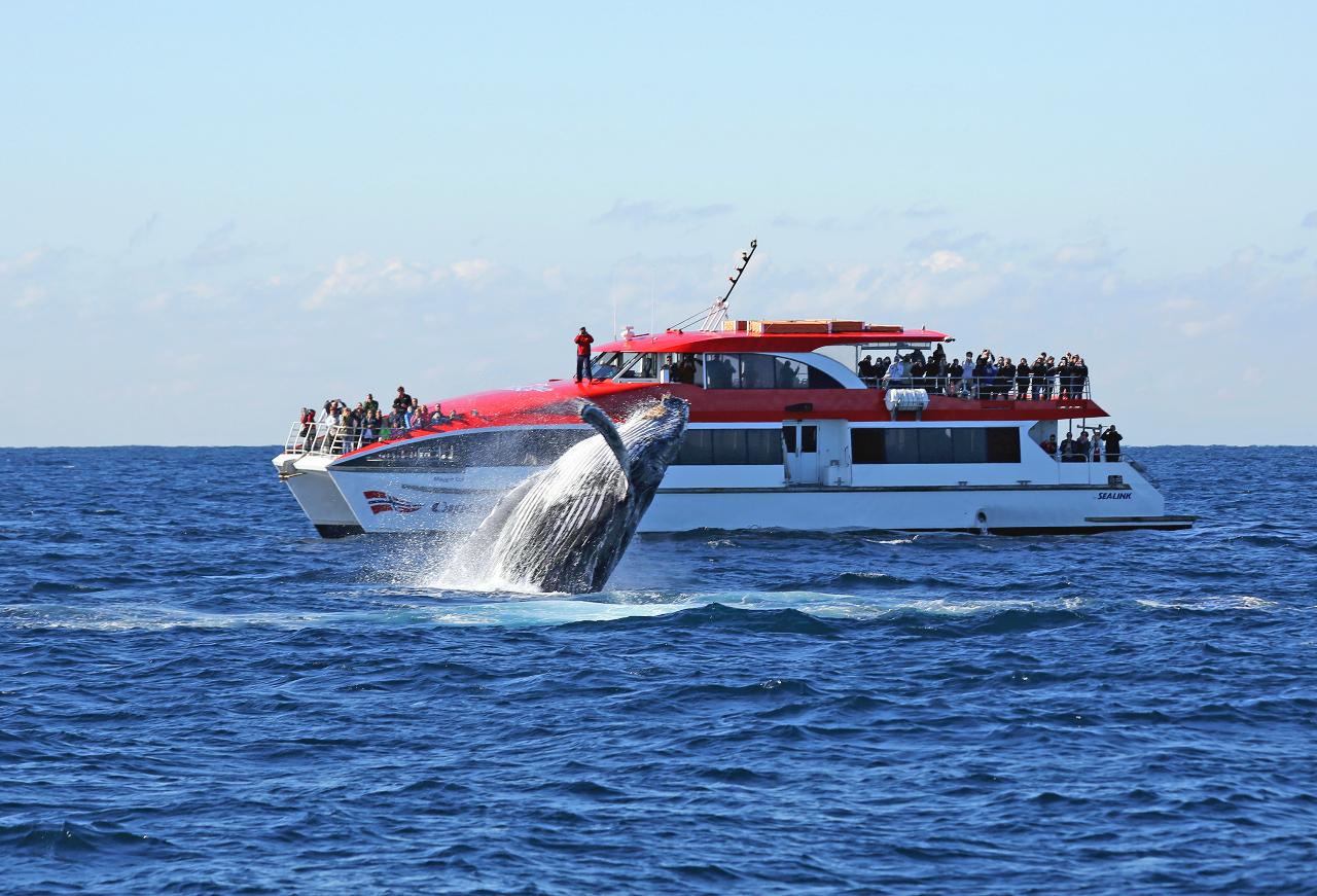 Sydney Whale Watching Afternoon