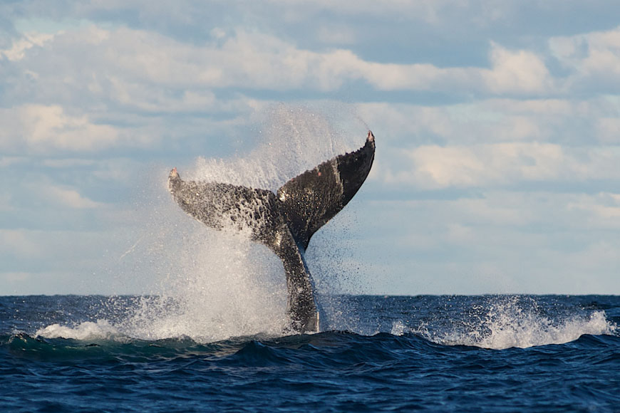 Sydney Whale Watching Explorer