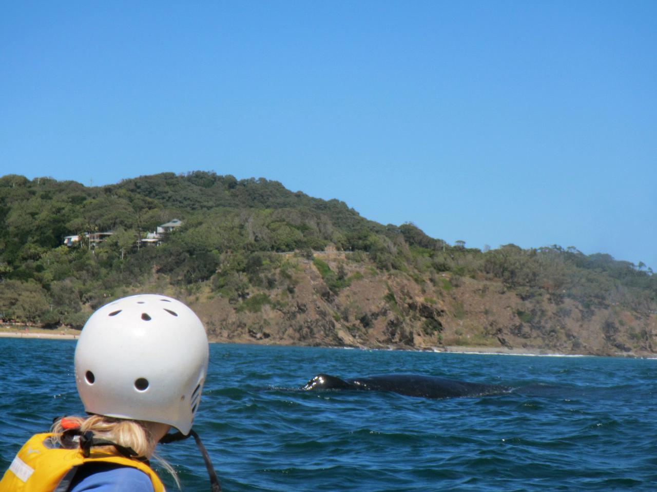 Private Whale Season Sunrise Byron Bay Sea Kayak Tour ( May to Oct)