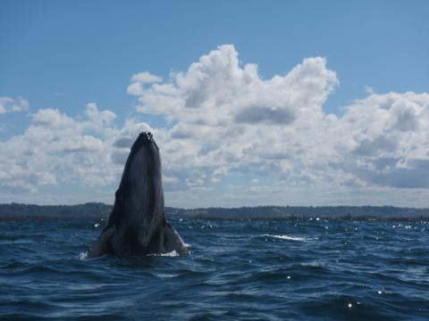 Live Virtual Byron Bay Dolphin Sea Kayak Tour - Go Sea Kayak Byron