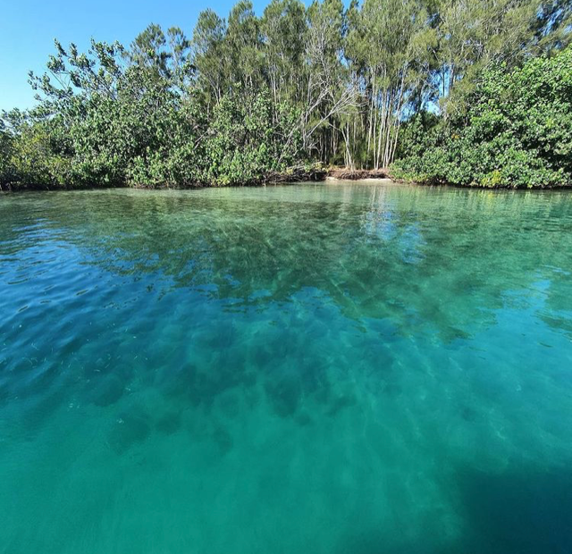 Tweed River Nature Kayak Tour