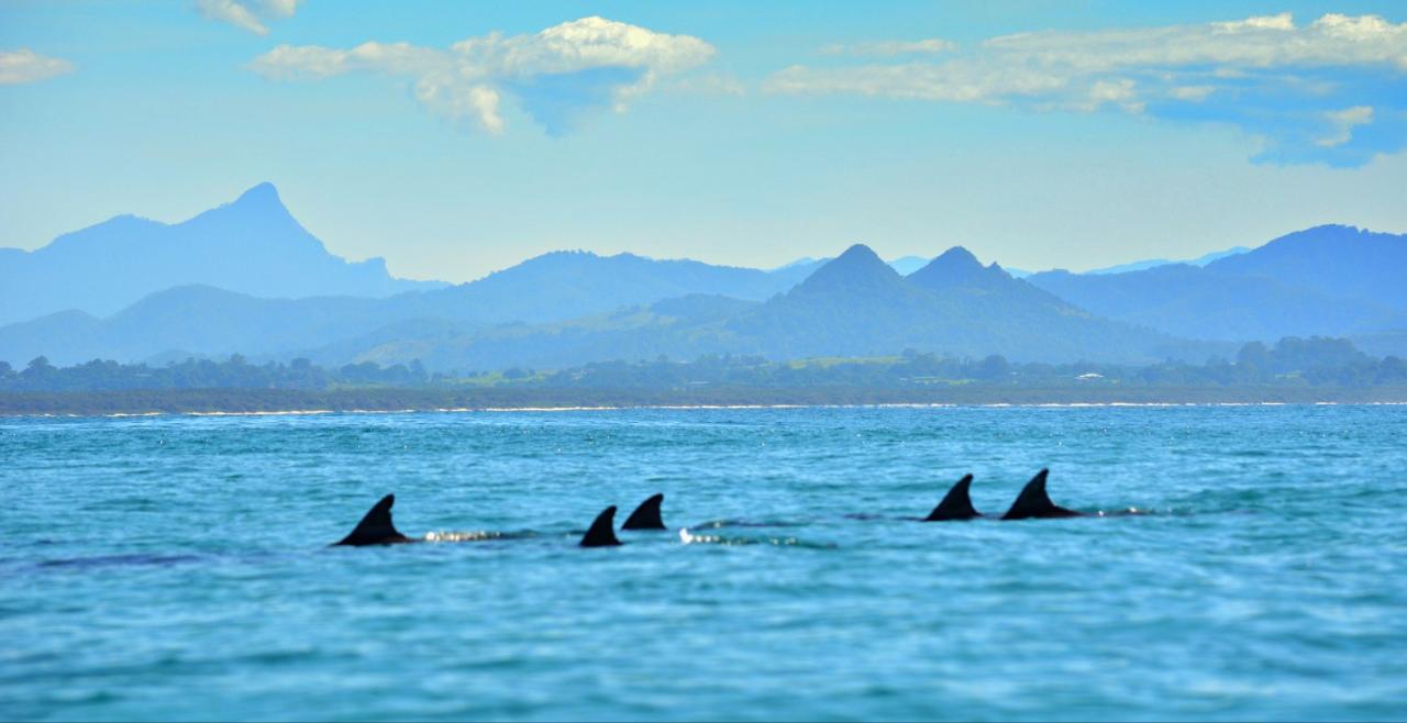 Home - Kayak Tours Byron Bay