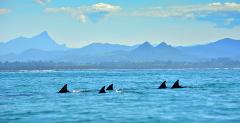 Live Virtual Byron Bay Dolphin Sea Kayak Tour