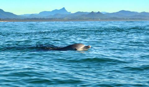 Live Virtual Byron Bay Dolphin Sea Kayak Tour - Go Sea Kayak Byron