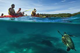 Bond University Kayaking with whales and dolphins