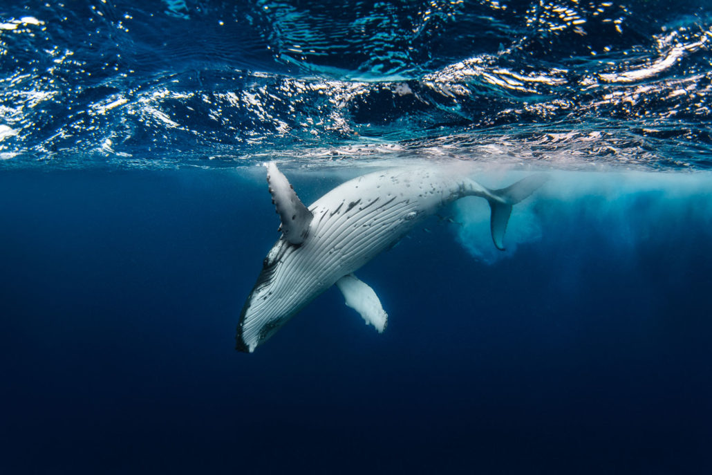 QUT University Weekend: Whale Watching Tour