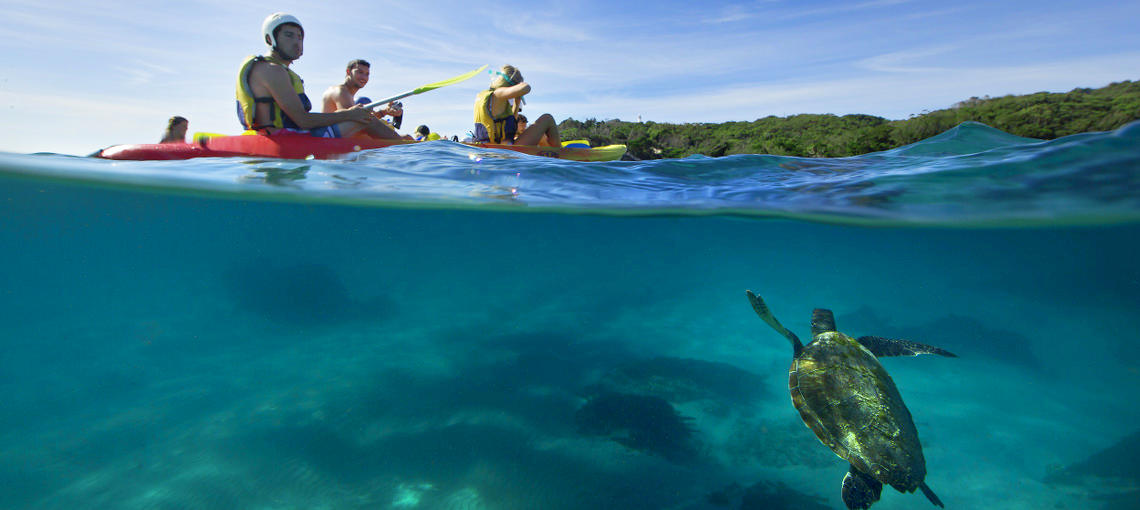 ANSA University Weekend: Kayaking with Dolphins and Turtles