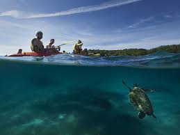 QUT Surfers Kayaking with whales and dolphins