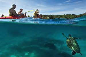 GRIFFITH UNIVERSITY Kayaking with Whales and dolphins