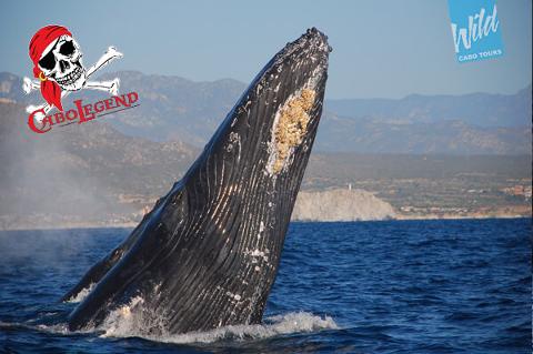 Whales & Tales Whale Watching
