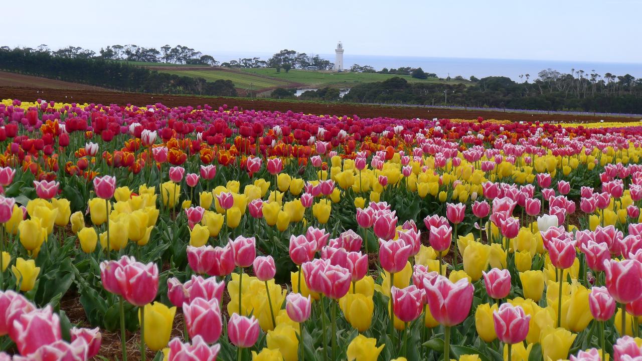 Springtime Tasmania