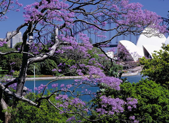 Jacaranda Cruise 2019