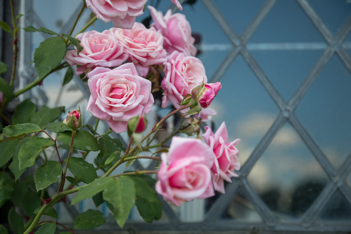 The Rose Gardens of England