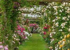 Rose Gardens of England & The Hampton Court Palace Garden Festival