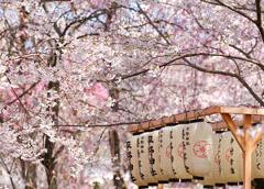 Japan at Cherry Blossom time