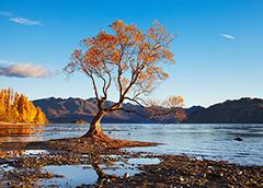 New Zealand Autumn