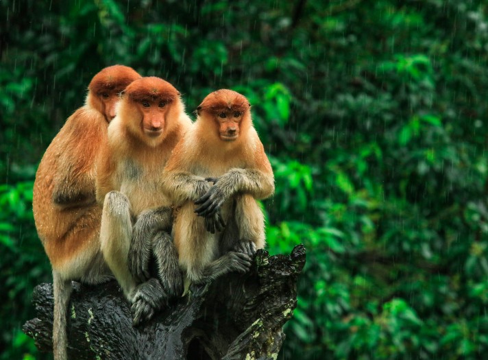 Sensational Borneo