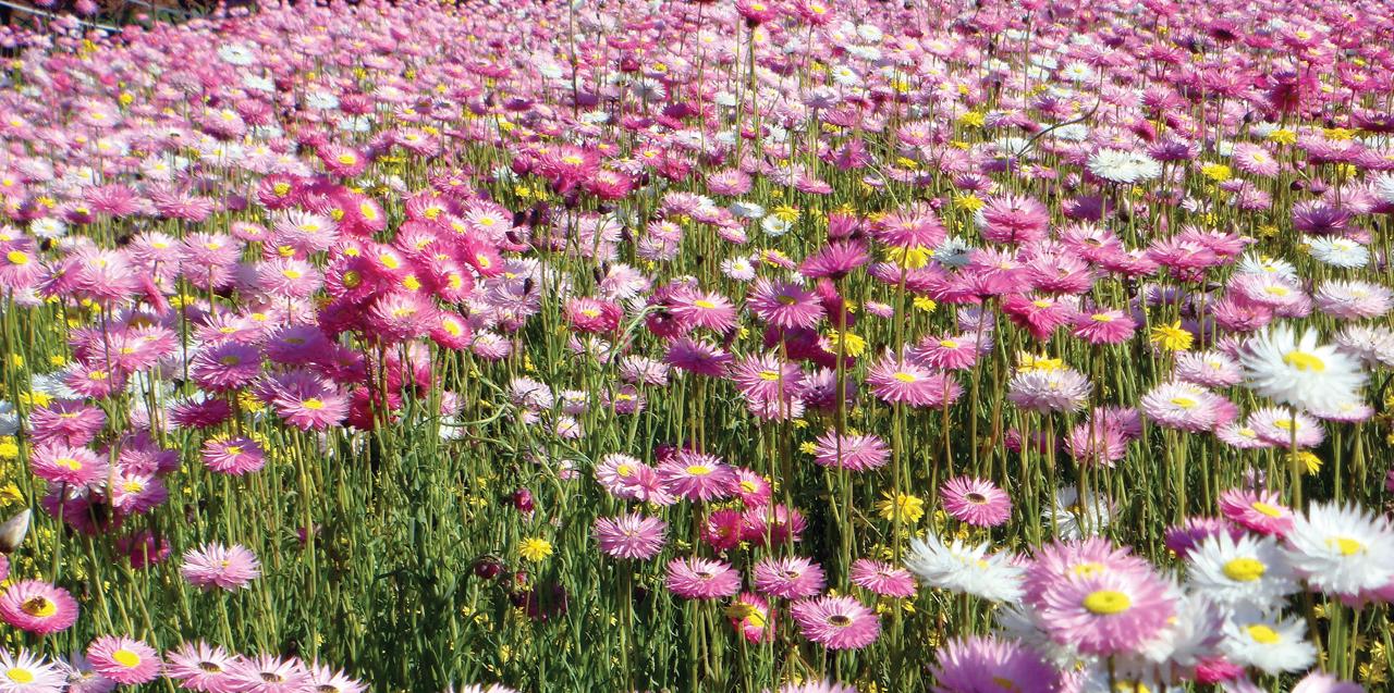 Western Australia Wildflowers