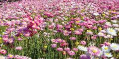 Western Australia Wildflowers