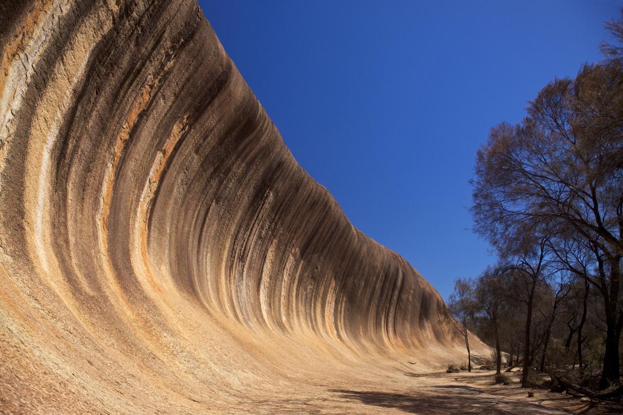 Western Australia Wildflowers