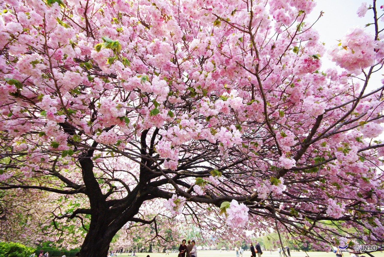 Cherry Blossoms of Japan