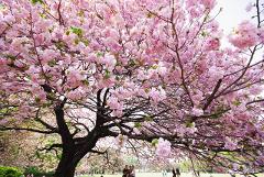 Cherry Blossoms of Japan