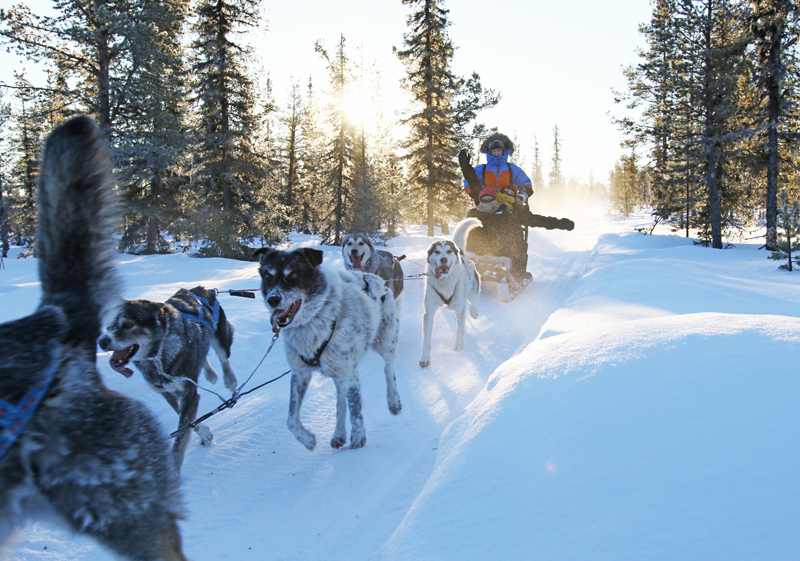Dog sledding in winter wonderland