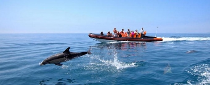 COOL ARRÁBIDA TOUR (WITH DOLPHIN WATCHING) // SUMMER