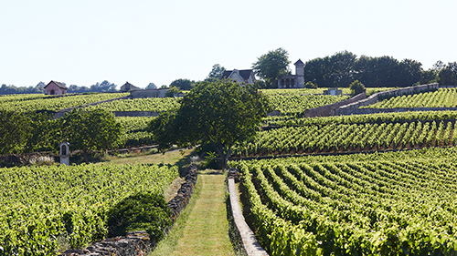 Burgundy Experience in English