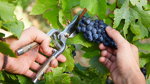 Harvest Experience