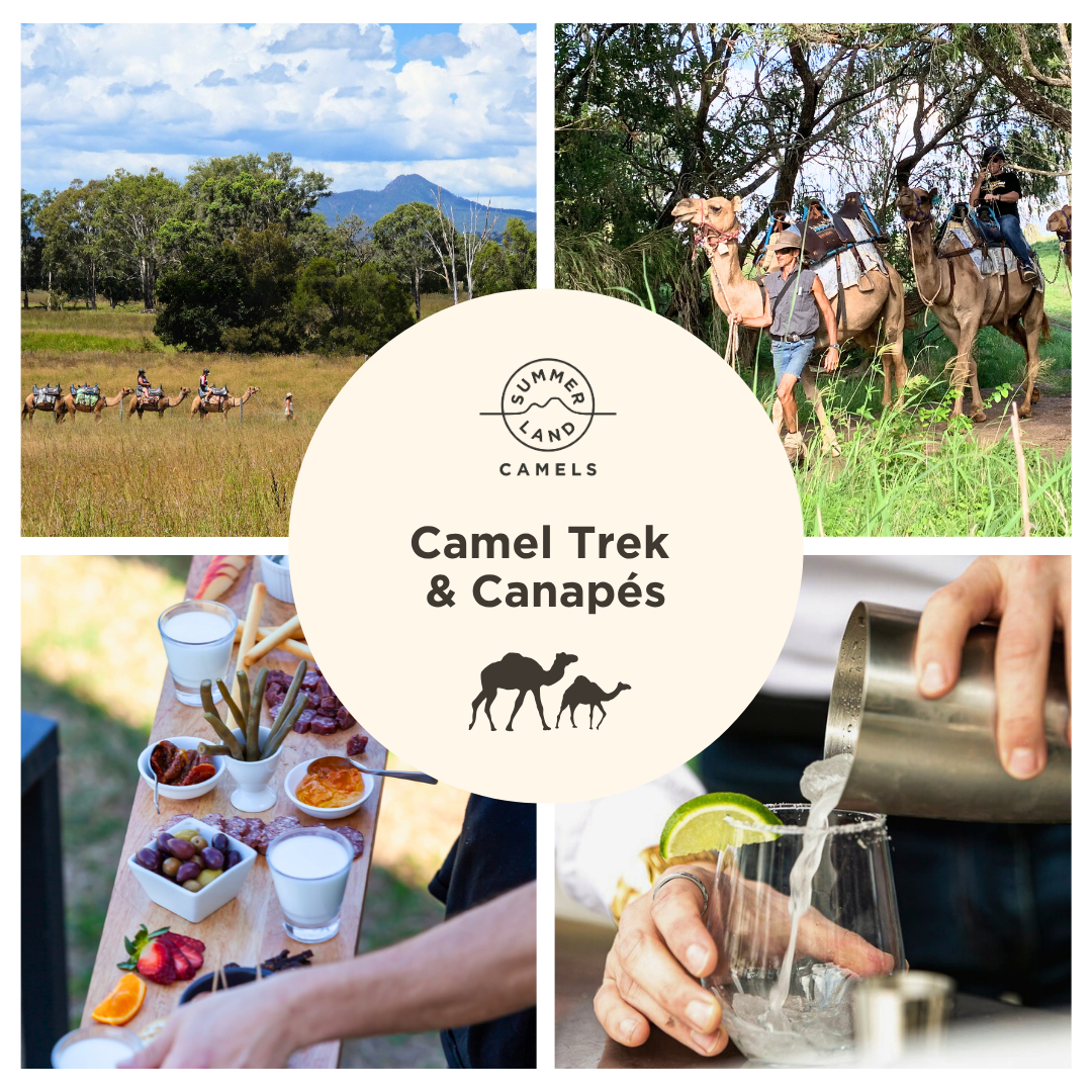 Camel Trek & Canapés