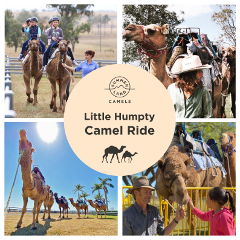 Little Humpty Camel Ride