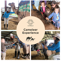 Cameleer Experience