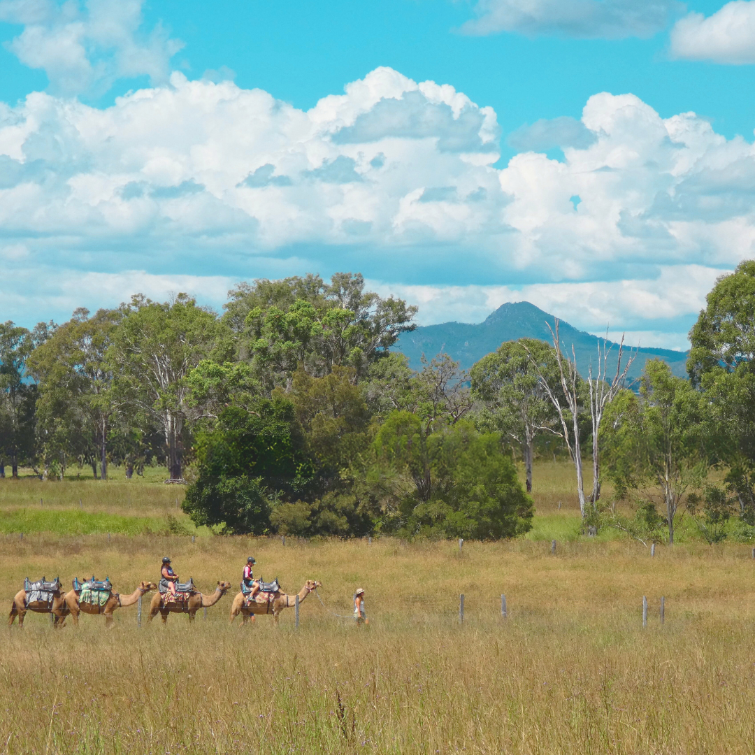 Scenic Rim Signature Camel Ride & Tasting