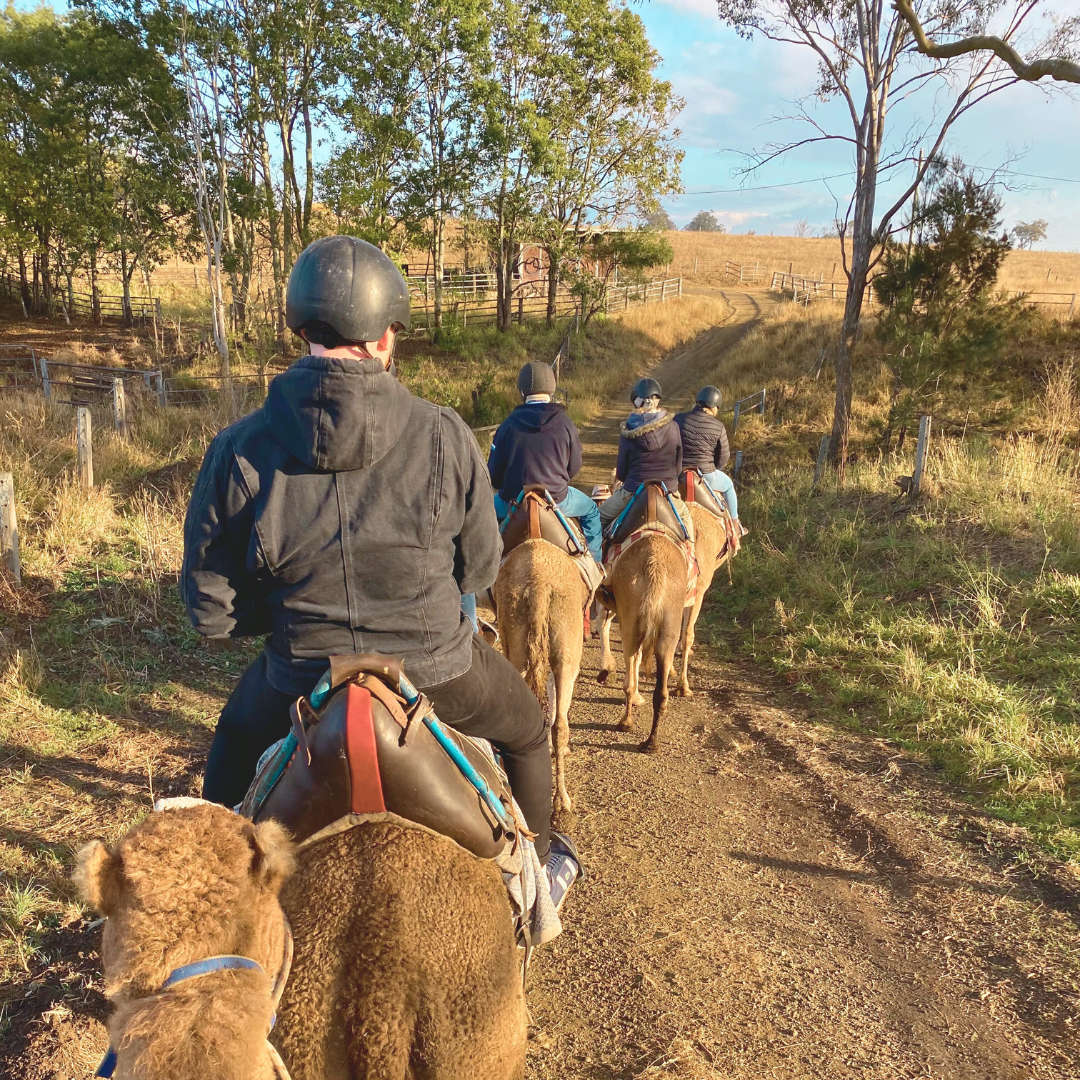Scenic Rim Signature Camel Ride & Tasting