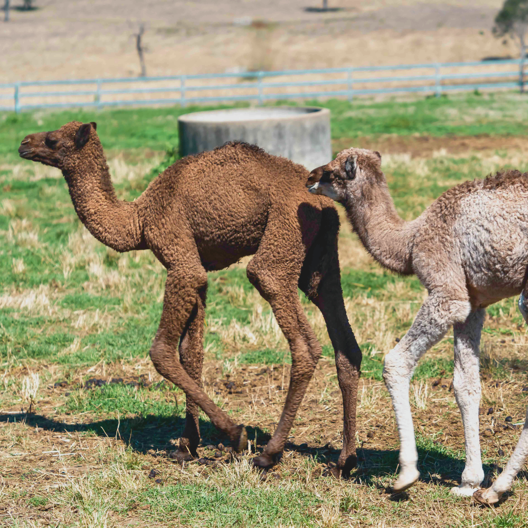 Scenic Rim Signature Camel Ride & Tasting