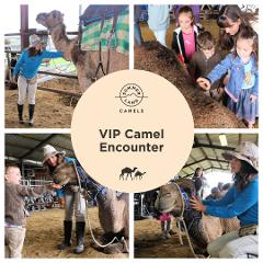 VIP Camel Encounter