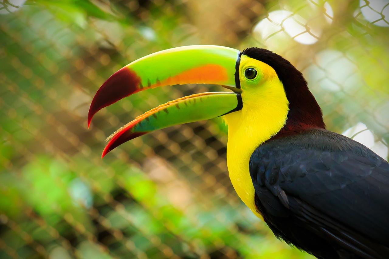 Costa Rica - Discover Natural Paradise!