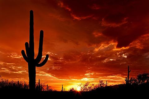 800px_Saguaro_Sunset