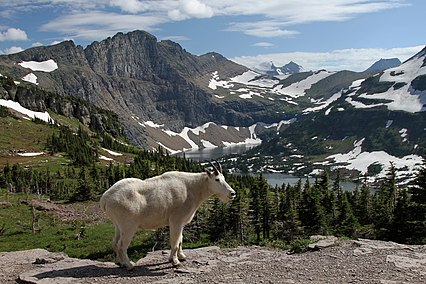 Mountain_Goat_at_Hidden_Lake