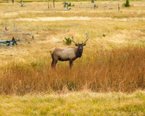 YNP_GTNP_WY_2017_9961A