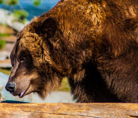 Yellowstone_Fall_Tour___Johnson_0264A