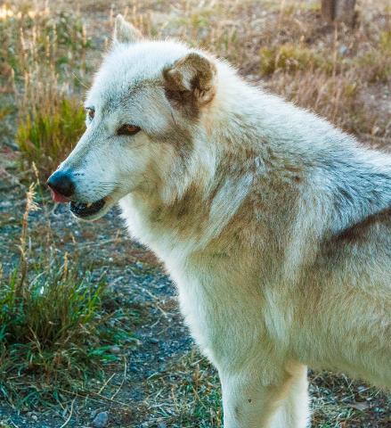 Yellowstone_Fall_Tour___Johnson_0366A