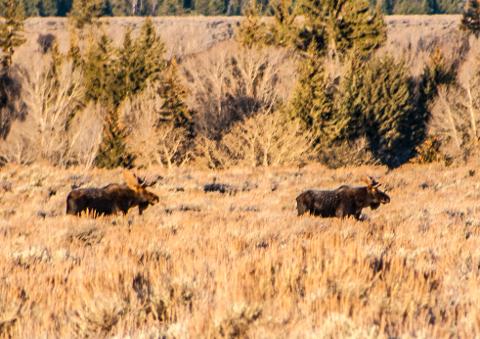 Yellowstone_Fall_Tour___Johnson_0382A