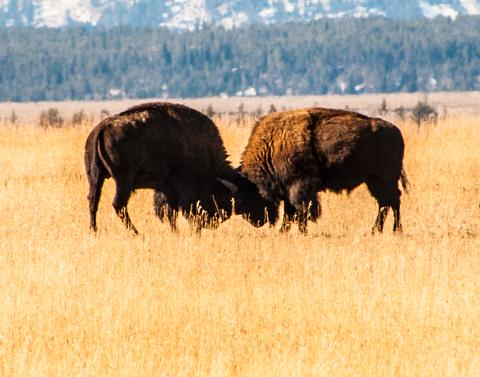 Yellowstone_Fall_Tour___Johnson_0605A