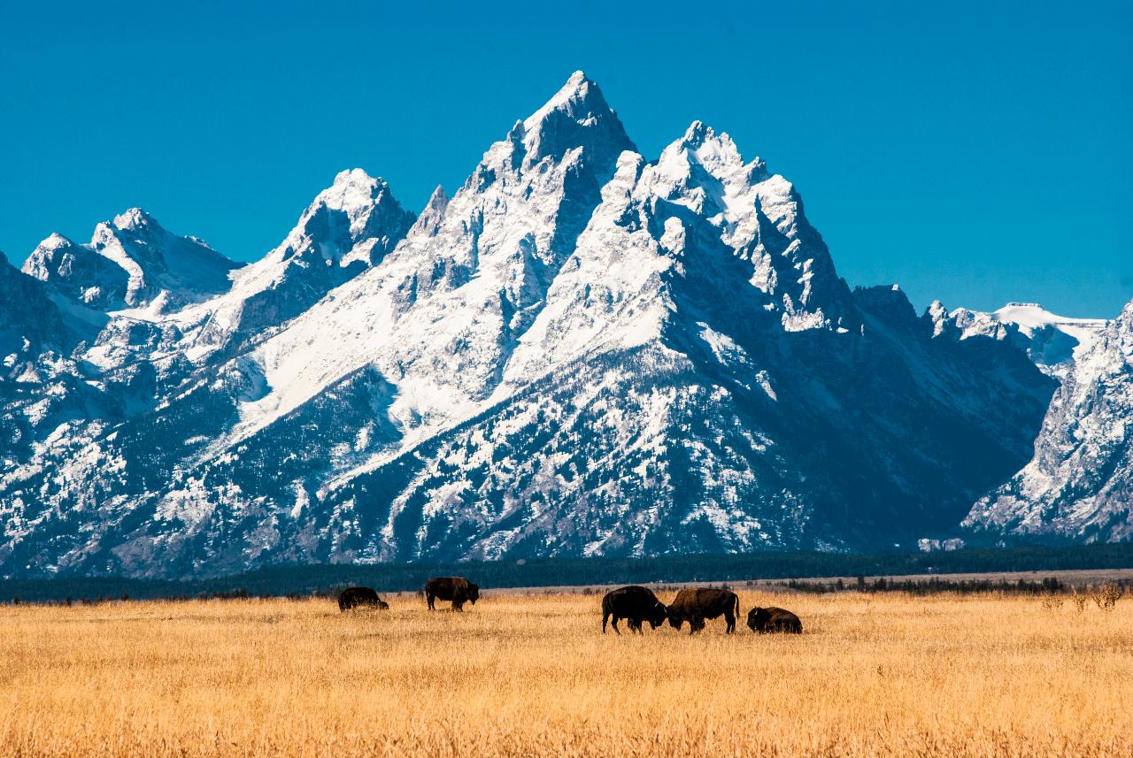 The Best Yellowstone & Grand Teton National Park Tour EastWest