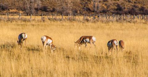 Yellowstone_Fall_Tour___Johnson_0660A