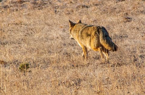 Yellowstone_Fall_Tour___Johnson_0995A